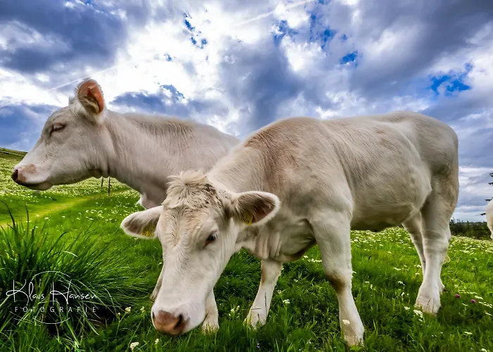 Apartment Dresselbach - 06 